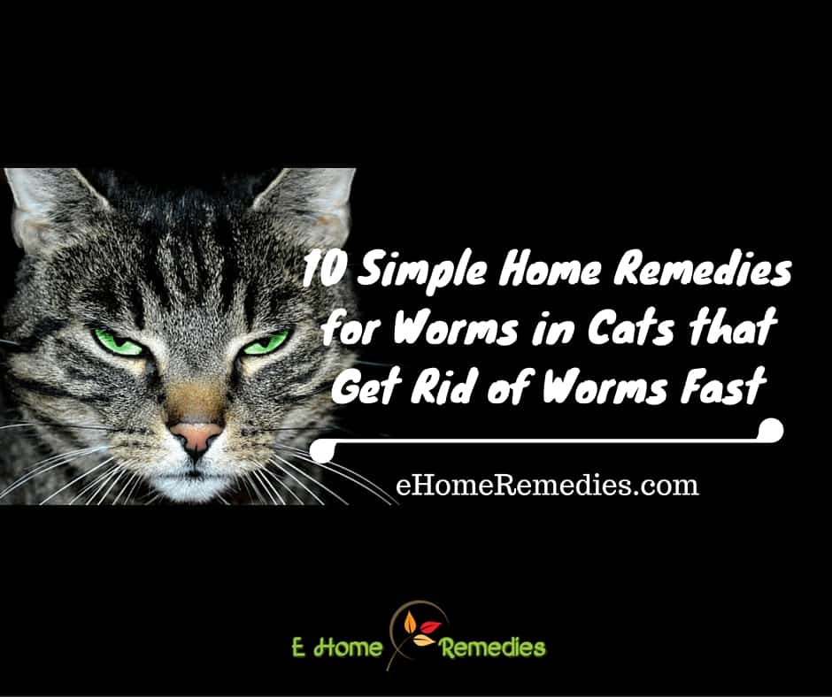 6 Home Remedies for Worms in Cats eHome Remedies