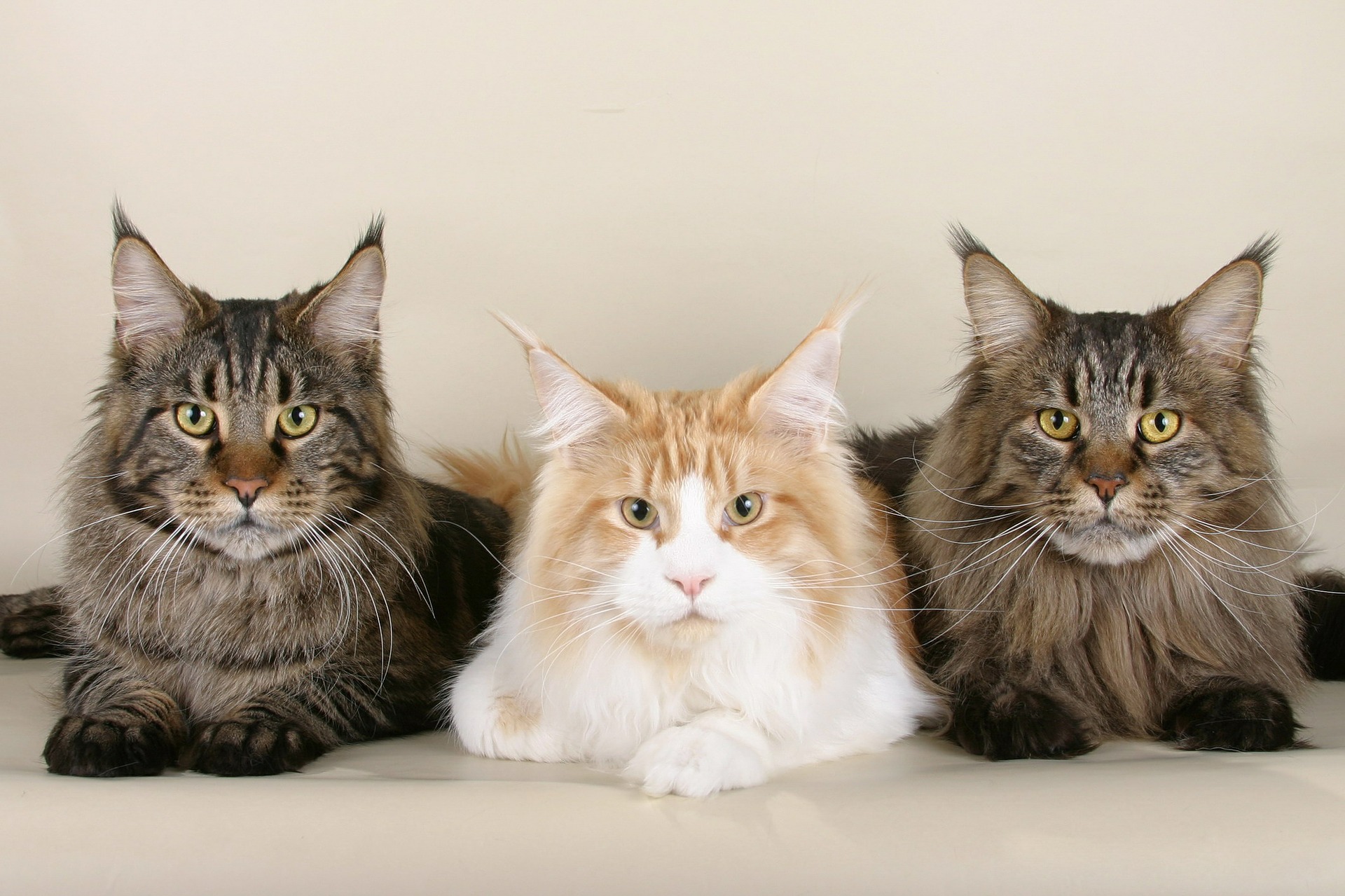 Awesome Facts About Maine Coon Cats