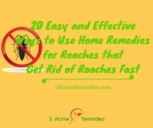 Read more about the article 20 Easy & Effective Ways to Use Home Remedies for Roaches