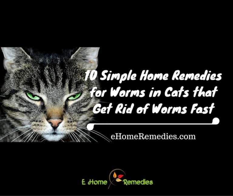 10 Amazing Home Remedies for Worms in Cats - eHome Remedies