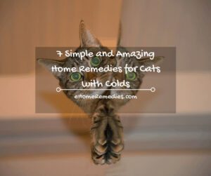 7 Simple and Amazing Home Remedies for Cats with Colds