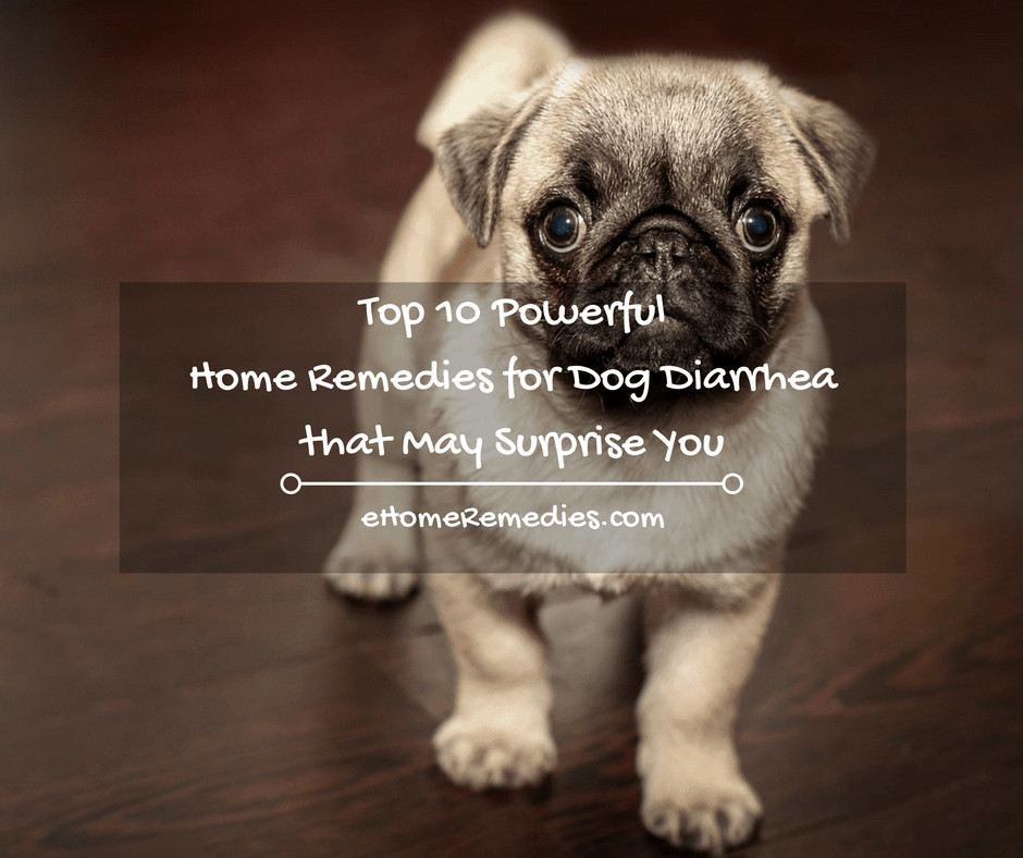 Top 10 Powerful Home Remedies for Dog Diarrhea