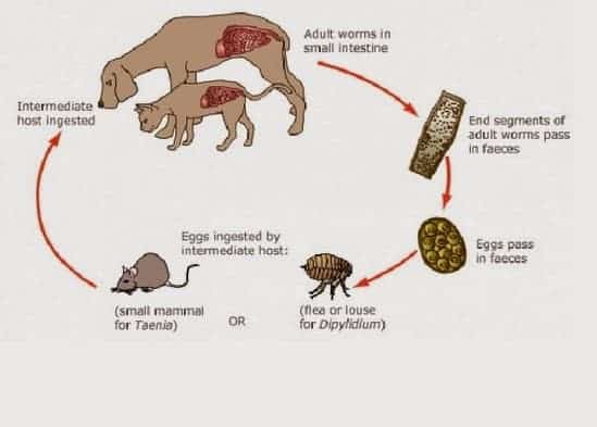 Worm Life Cycle in Dogs