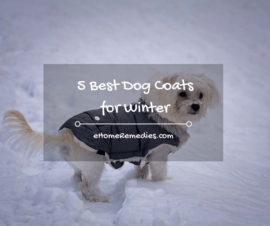 5 Best Dog Coats for Winter