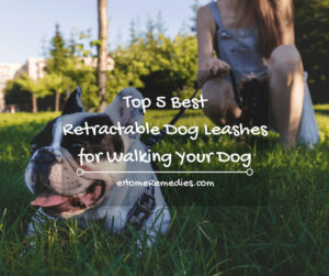Read more about the article Top 5 Best Retractable Dog Leashes for Walking Your Dog