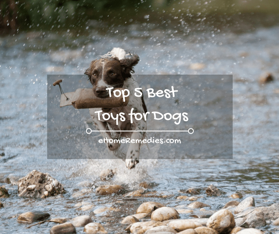 Top 5 Best Toys for Dogs