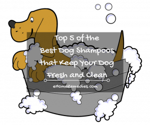 Read more about the article Top 5 of the Best Dog Shampoos that Keep Your Dog Fresh and Clean