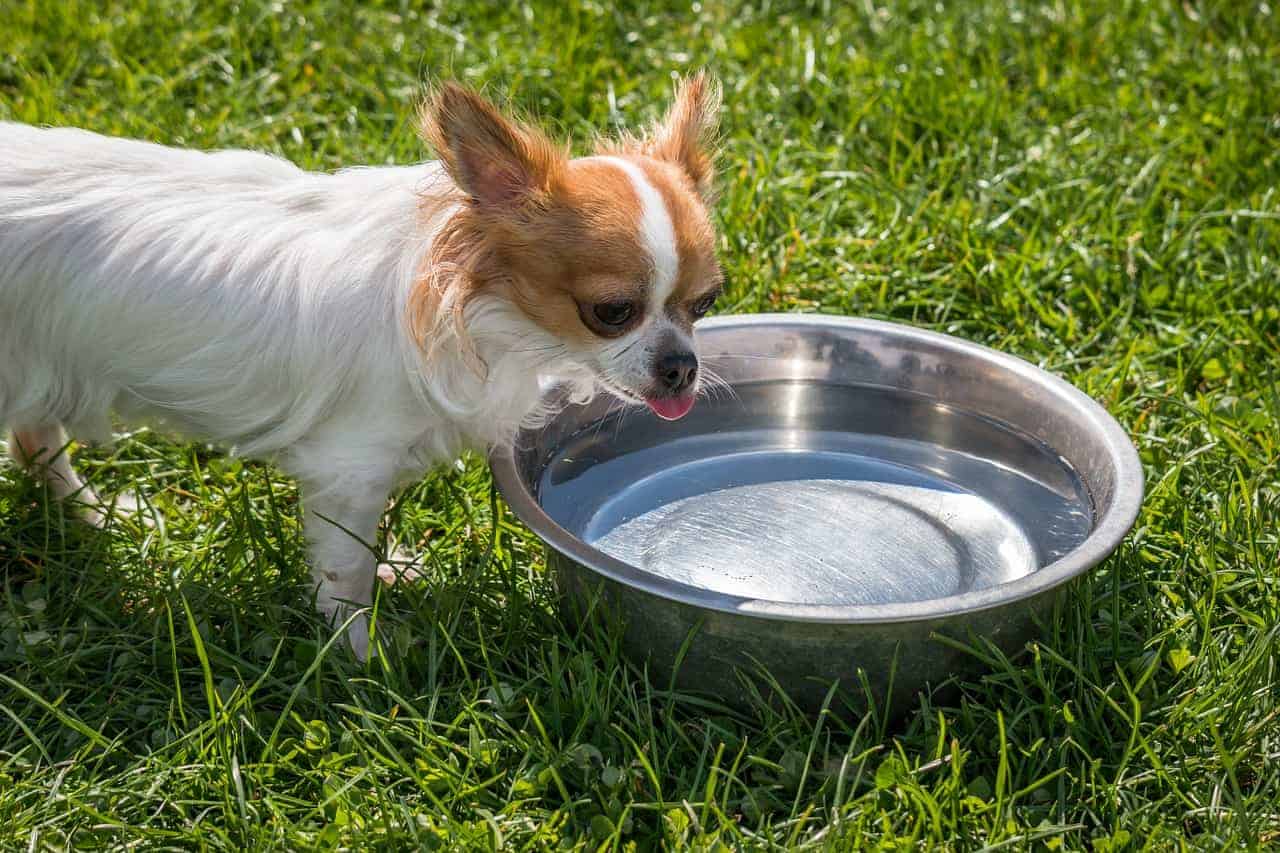 dog drink water