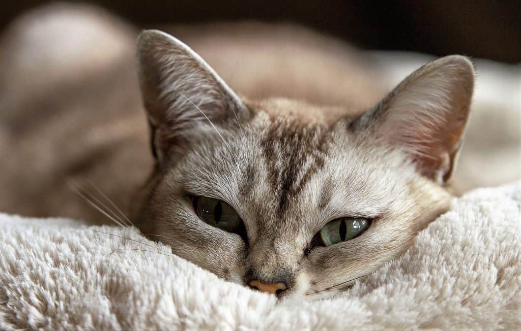 7 Effective Home Remedies for Cats with Colds