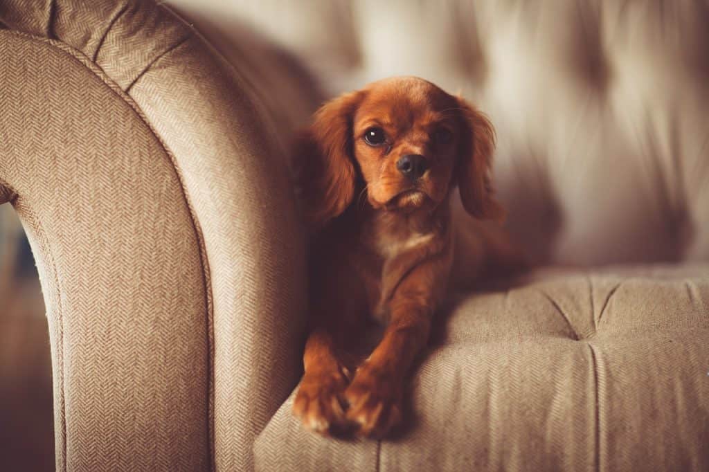 dog in sofa