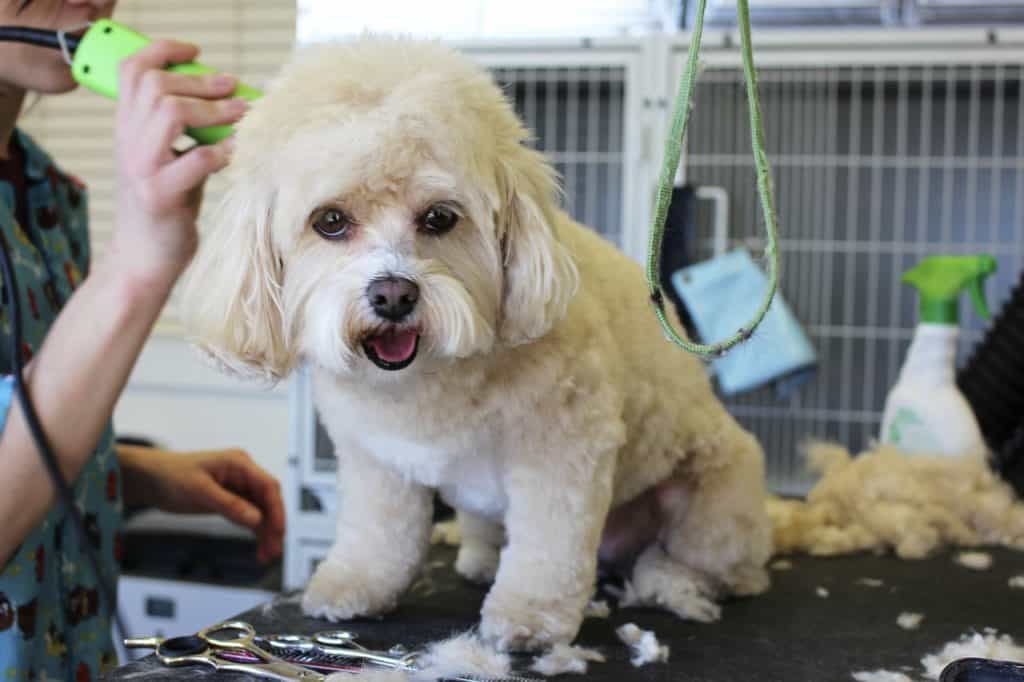 grooming dog