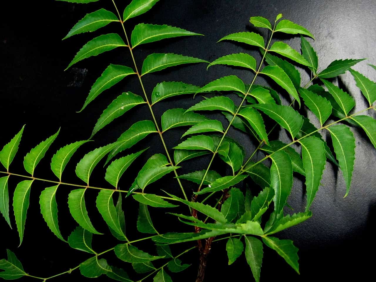 neem leaves