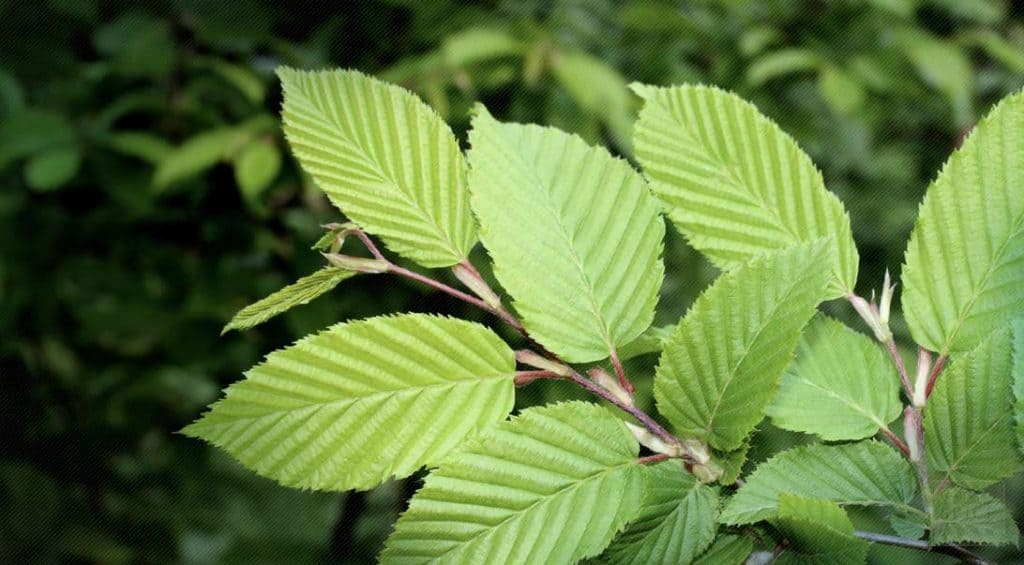 slippery elm