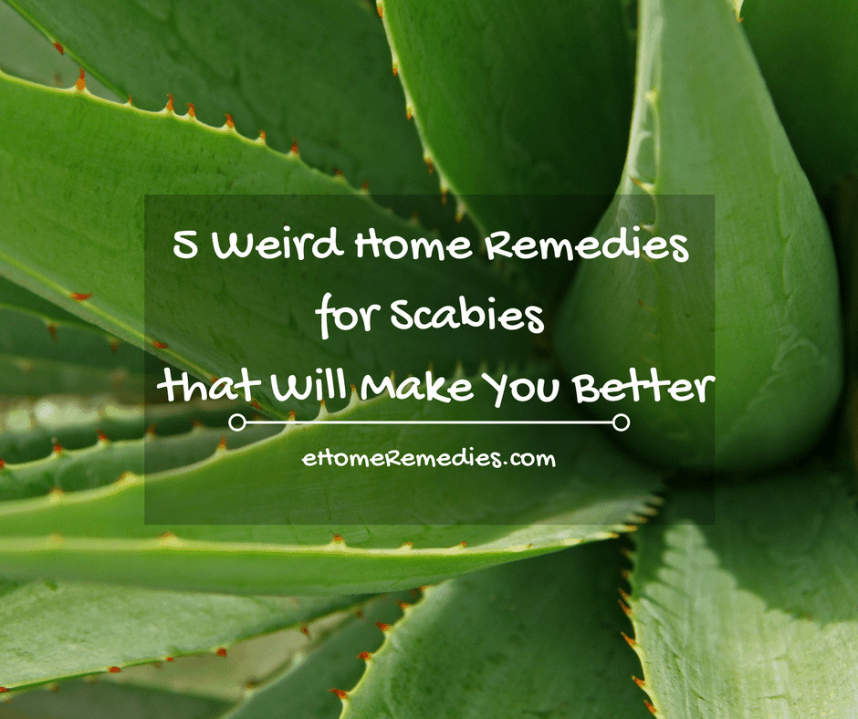 Read more about the article 5 Weird Home Remedies for Scabies that Will Make You Better