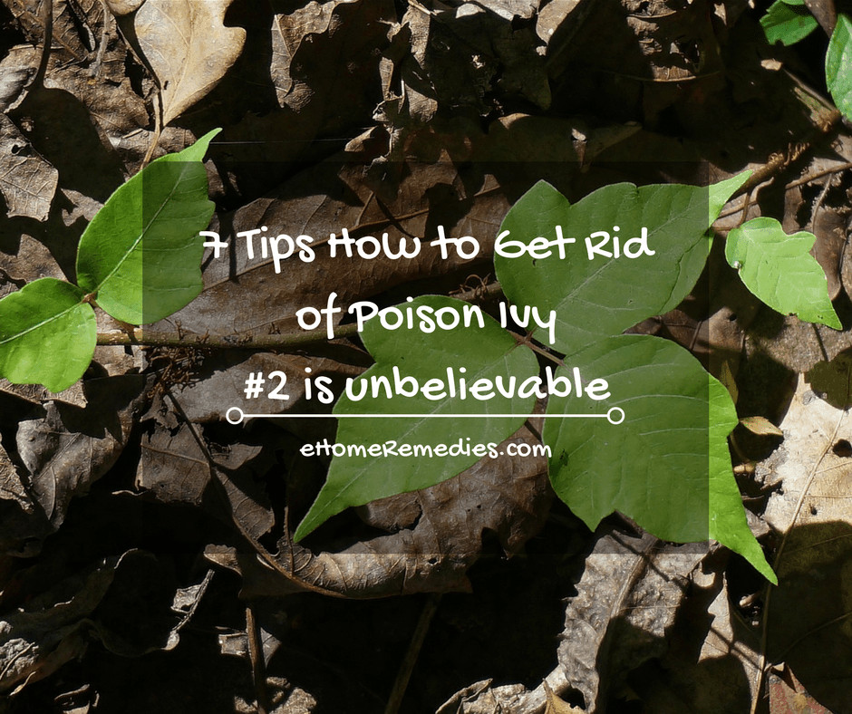 Read more about the article 7 Home Remedies to Get Rid of Poison Ivy {#2 Is Unbelievable}