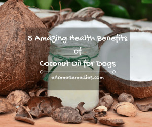 Read more about the article 5 Amazing Benefits of Coconut Oil for Dogs