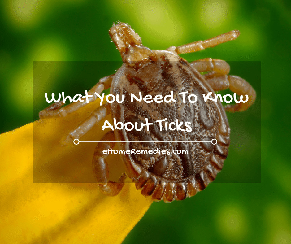 What You Need To Know About Ticks