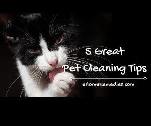 Read more about the article 5 Great Pet Cleaning Tips