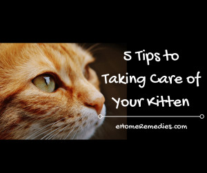 Read more about the article 5 Tips to Taking Care of Your Kitten