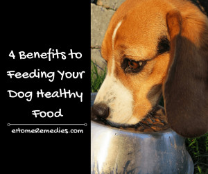 Read more about the article 4 Benefits to Feeding Your Dog Healthy Food