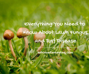 Read more about the article Everything You Need to Know About Lawn Fungus and Turf Disease