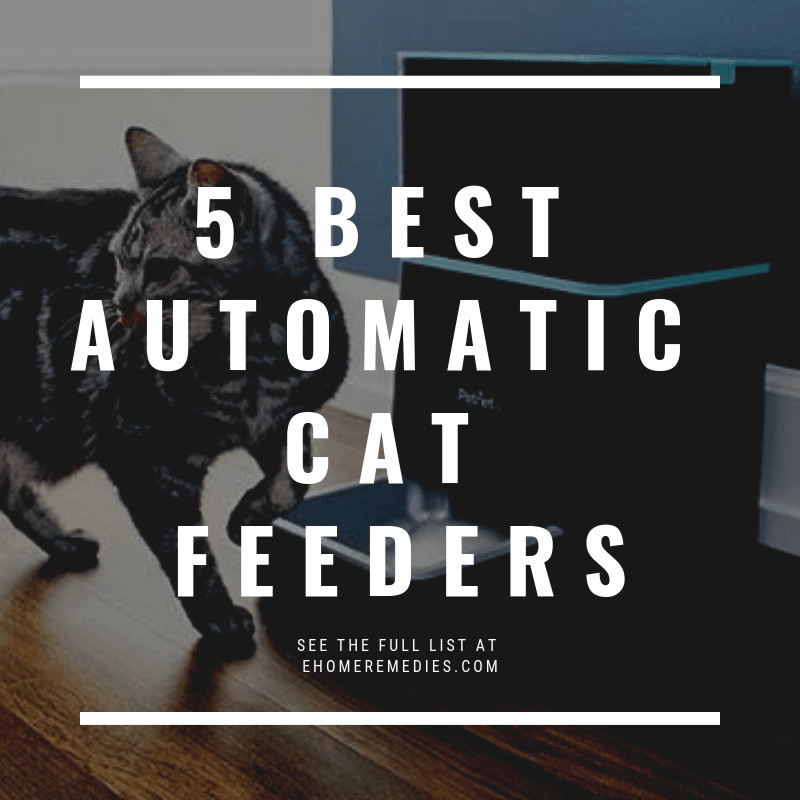 Read more about the article Top 5 Best Automatic Feeders for Cats