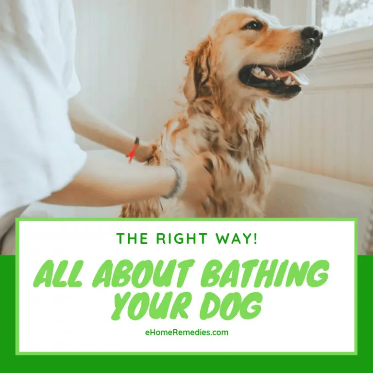 ALL ABOUT BATHING YOUR DOG The Right Way!