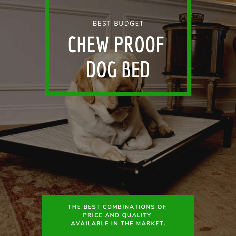 Best Budget Chew Proof Dog Bed