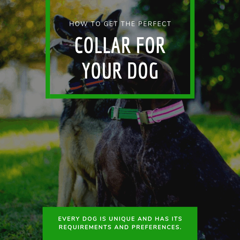 Read more about the article How to Get the Perfect Collar for Your Dog