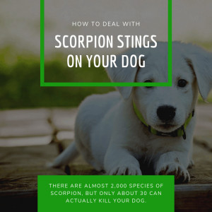 Read more about the article How to Deal With Scorpion Stings On Your Dog