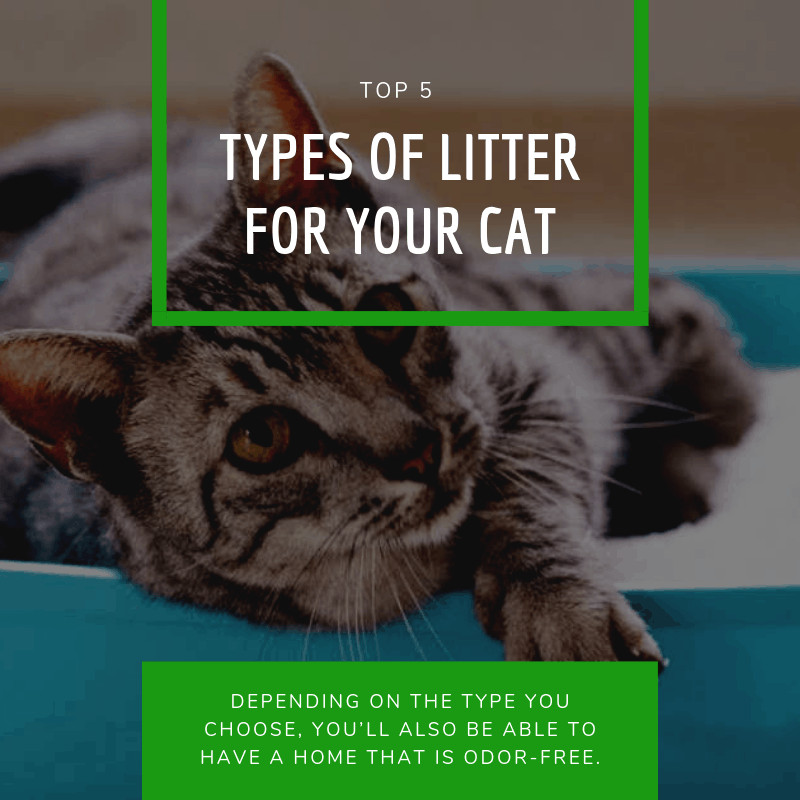 Read more about the article Top 5 Types of Litter for Your Cat
