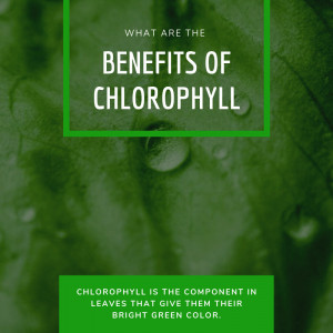Read more about the article What Are The Benefits Of Chlorophyll?