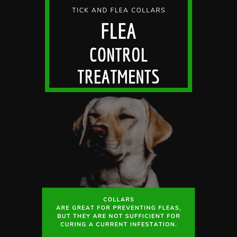 Flea And Tick Collars And Other Flea Control Treatments