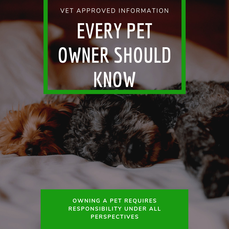 Read more about the article Vet Approved Information Every Pet Owner Should Know