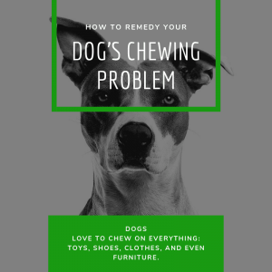 Read more about the article How to Remedy Your Dog’s Chewing Problem