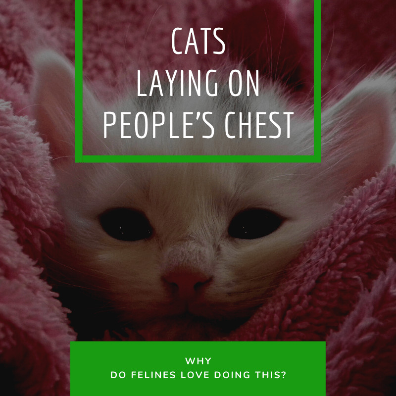 Read more about the article Cats Laying on People’s Chest