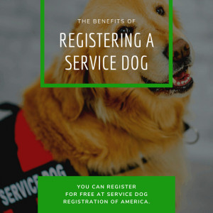 Read more about the article The Benefits Of Registering A Service Dog