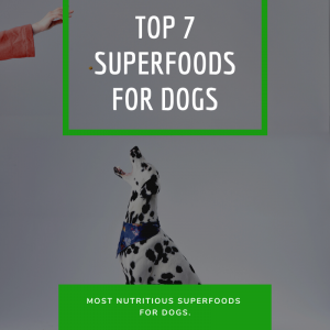 Read more about the article Top 7 Superfoods for Dogs