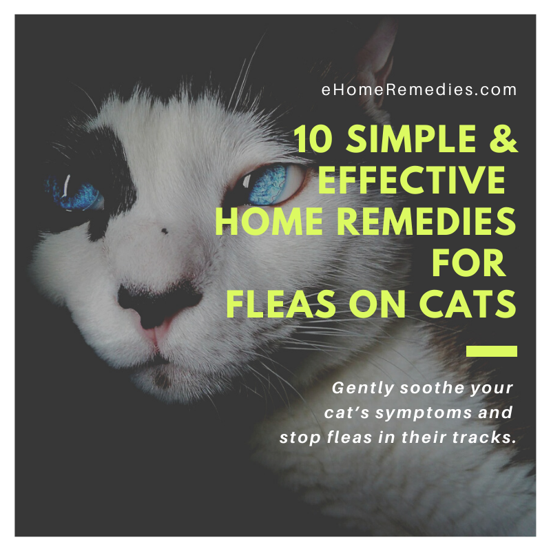 10 Simple & Effective Home Remedies for Fleas on Cats