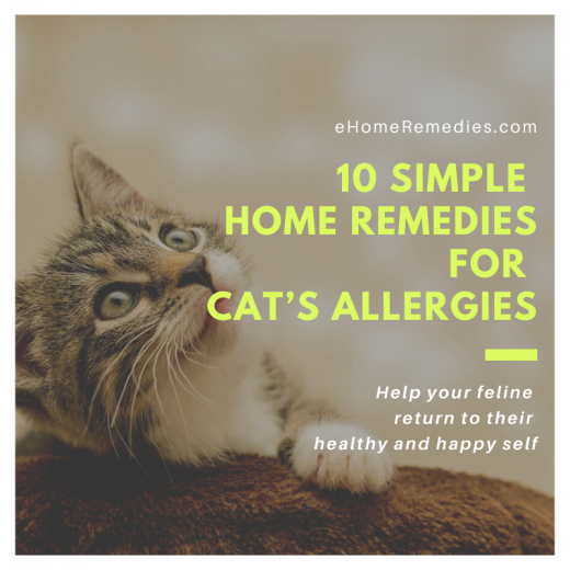 10 Home Remedies for Cat's Allergies