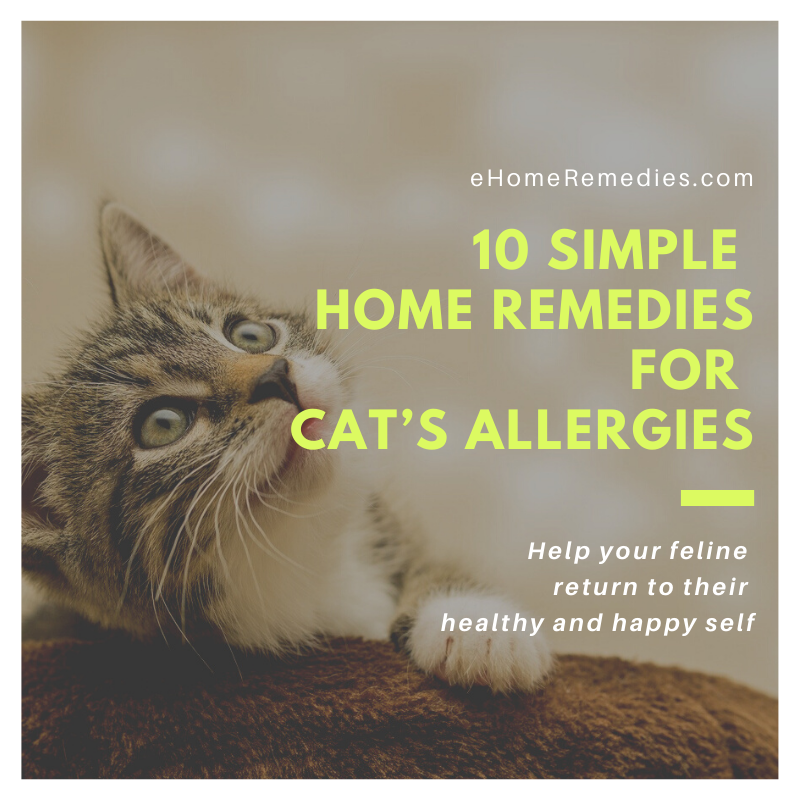 10 Simple Home Remedies for Cats Allergies