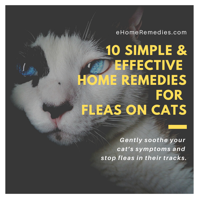 10 Simple & Effective Home Remedies For Fleas On Cats
