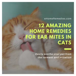 Read more about the article 12 Amazing Home Remedies for Ear Mites in Cats