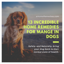 13 Incredible Home Remedies for Mange in Dogs