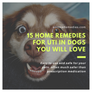 Read more about the article 15 Home Remedies for UTI in Dogs You Will Love
