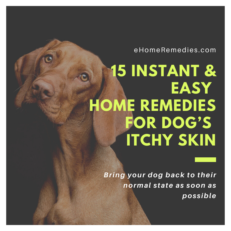 15 Instant and Easy Home Remedies for Dogs Itchy Skin