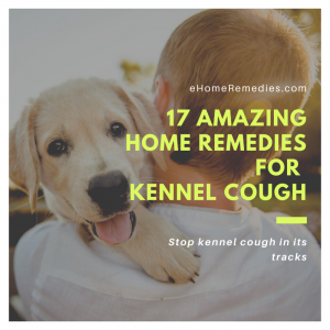 Read more about the article 17 Amazing Home Remedies for Kennel Cough