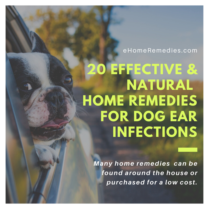 20 Effective Home Remedies For Dog Ear Infections » EHome