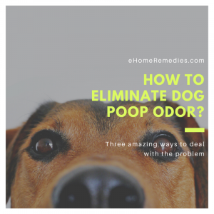 Read more about the article How to Eliminate Dog Poop Odor?