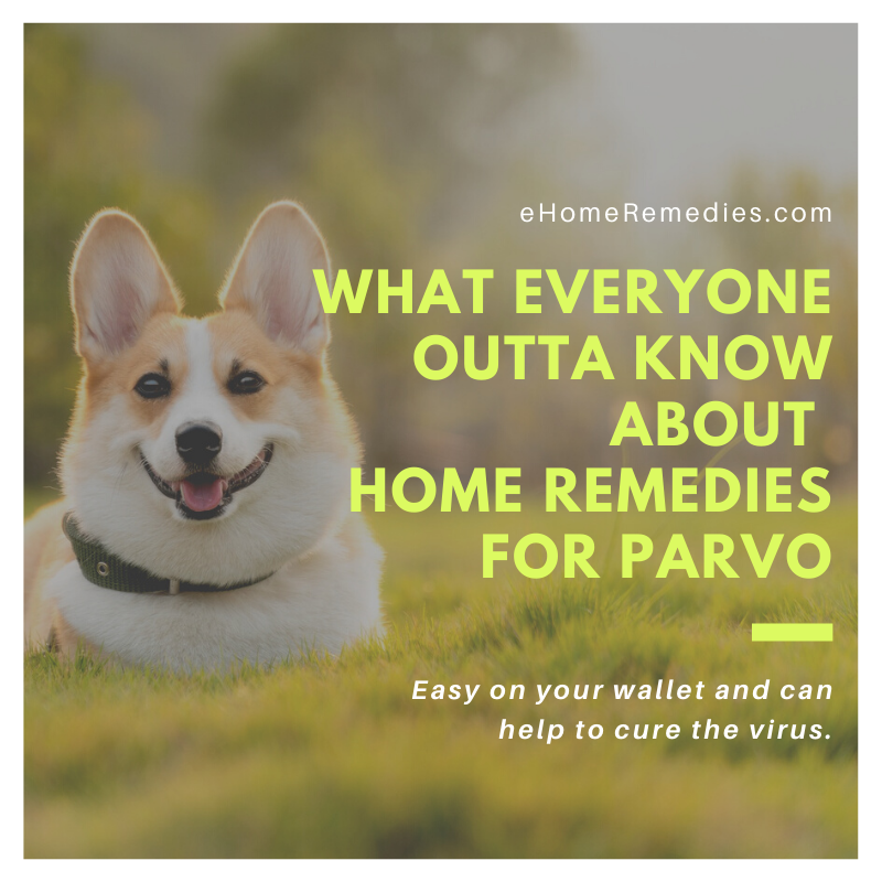 What Everyone Outta Know About Home Remedies for Parvo
